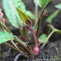 Cryptocoryne beckettii Thuill. ex Trim.